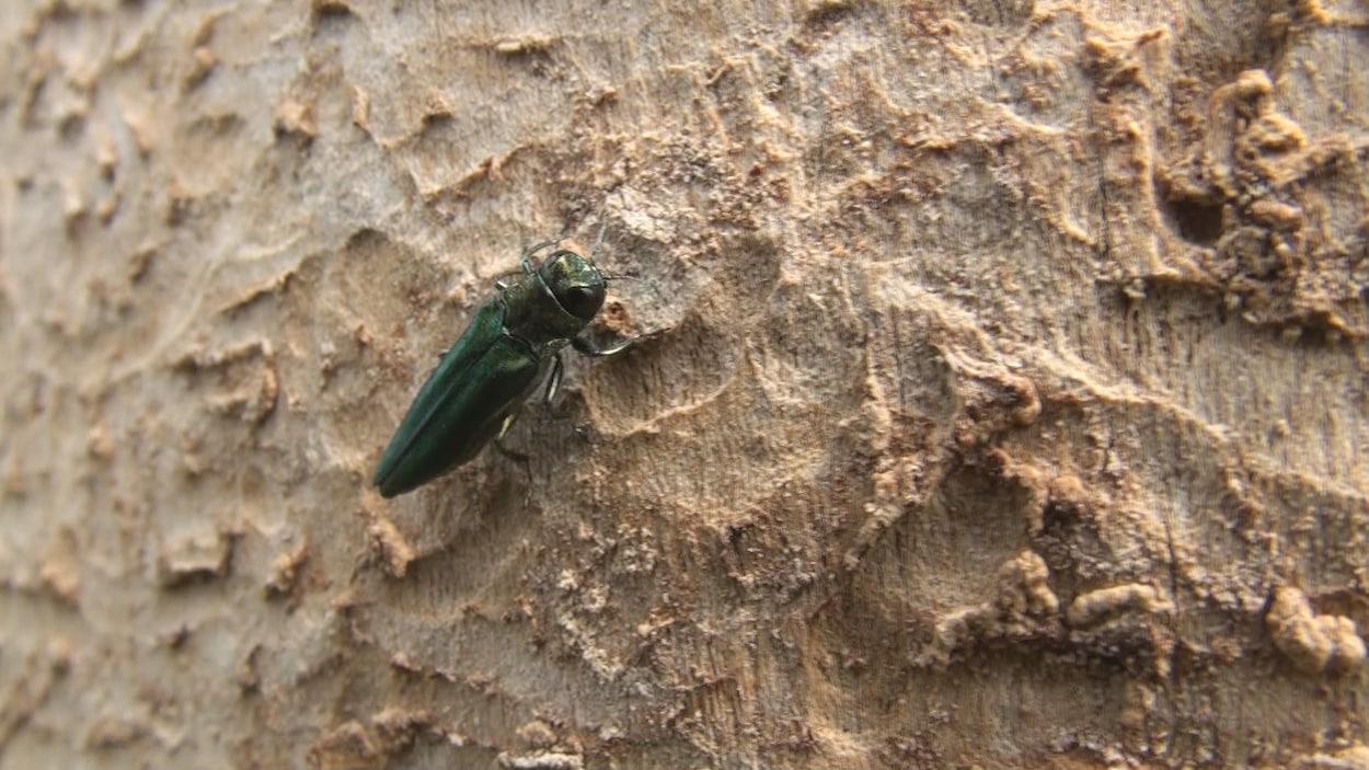 L'agrile du frêne est un insecte particulièrement dévastateur.
