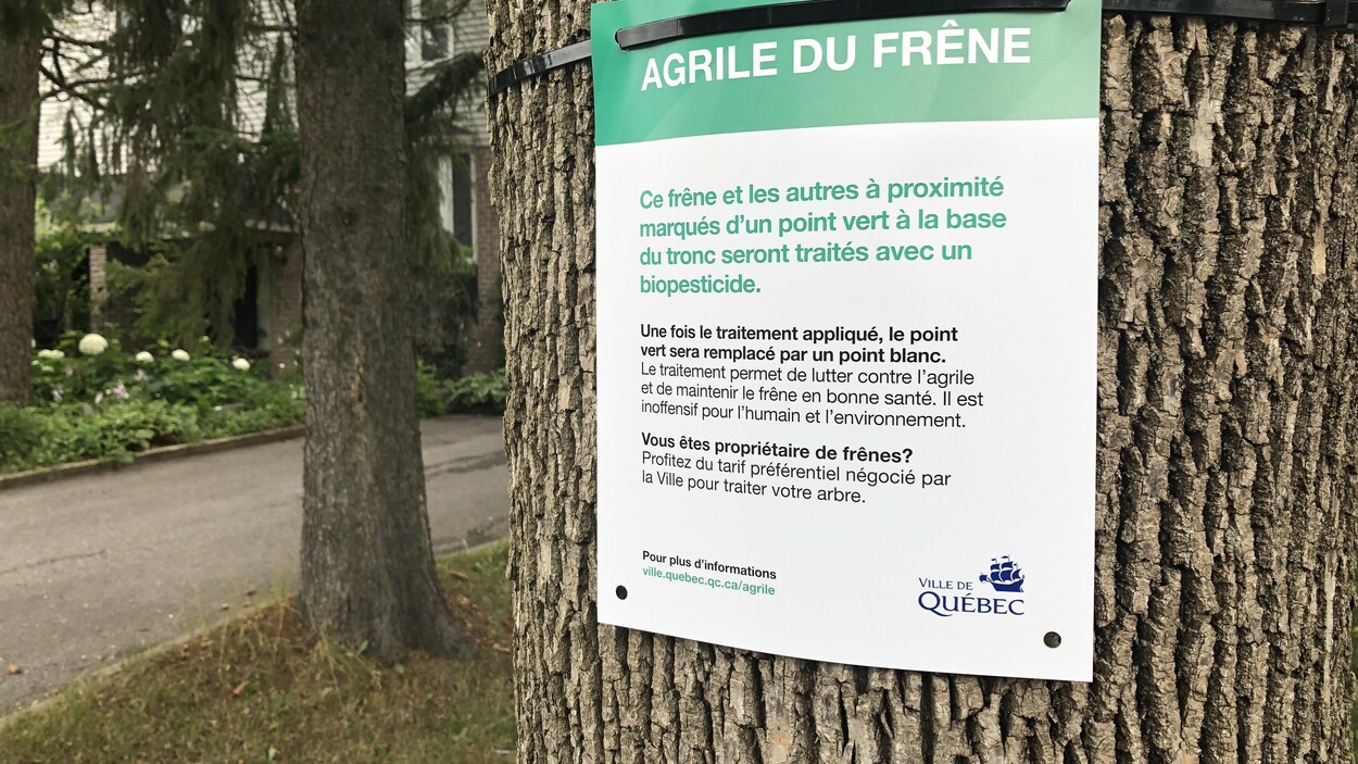 La Ville de Québec a traité plusieurs frênes par l'injection au TreeAzin pour les protéger d’une infestation à l’agrile.