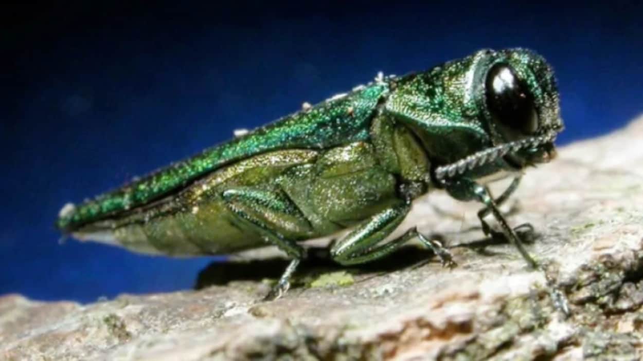 Urgence forestière : l’impossible combat contre l’agrile du frêne dans le Nord