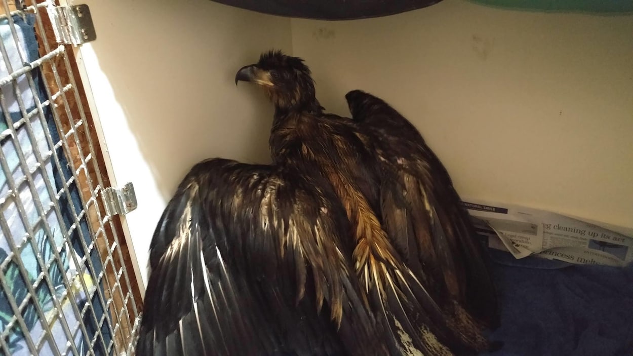 L'aigle recouvert d'huile de friture