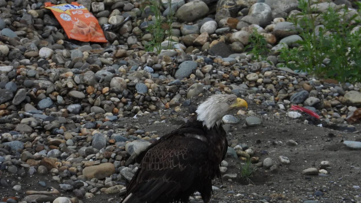 L'aigle se tient debout dehors sur un sol jonché de cailloux et de papiers sales.