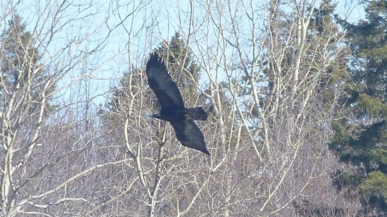 L'observation des aigles royaux se fait à compter du mois de mars lorsqu'ils reviennent dans la réserve de Matane pour la période de nidification. L'observation des aigles royaux se fait à compter du mois de mars lorsqu'ils reviennent dans la réserve de Matane pour la période de nidification.