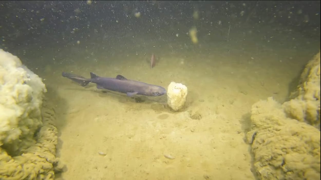 Le musée Exploramer à la recherche de ses requins