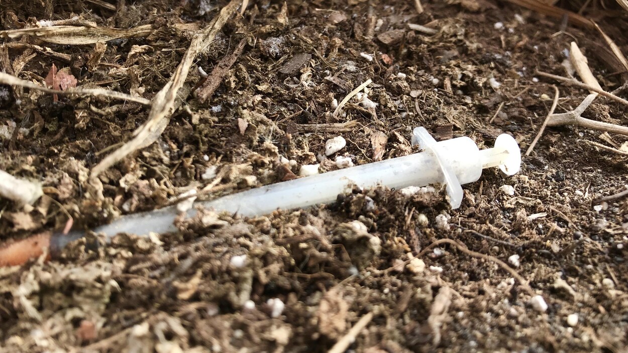 Plan serré d'une aiguille dans un pot de fleurs à Winnipeg.