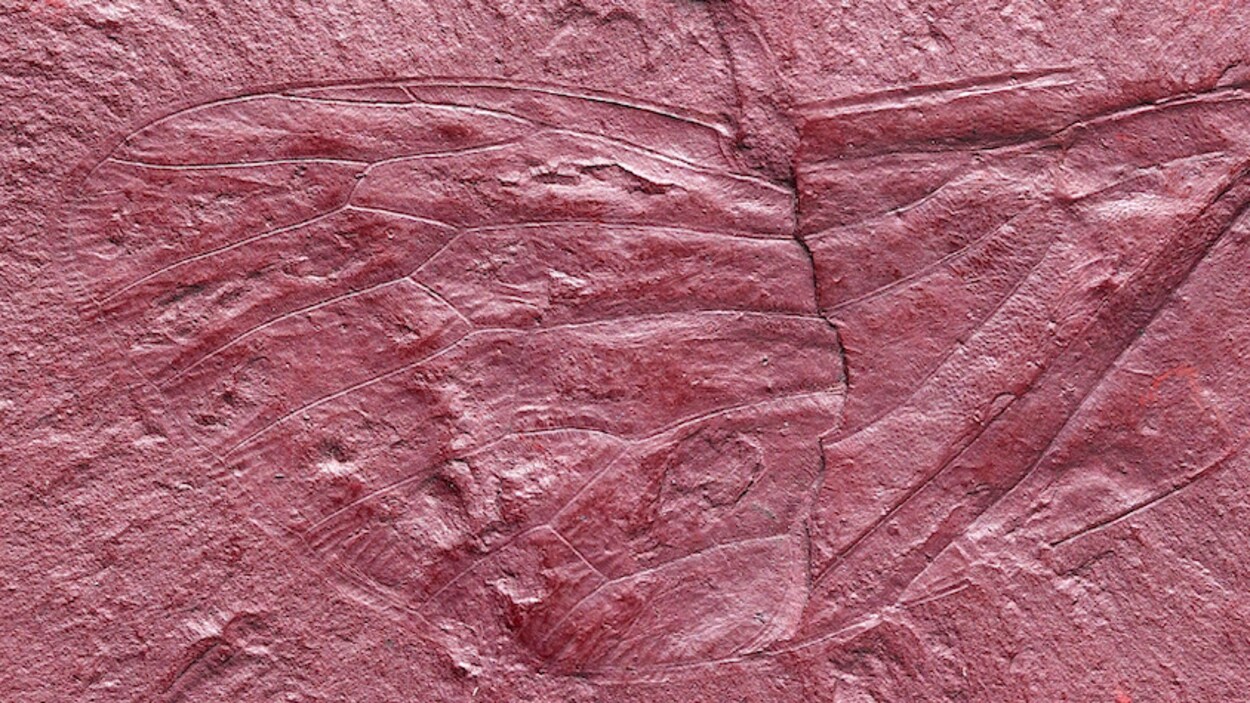 L'aile fossilisée est une source de renseignements sur la biodiversité du Labrador durant le Crétacé.