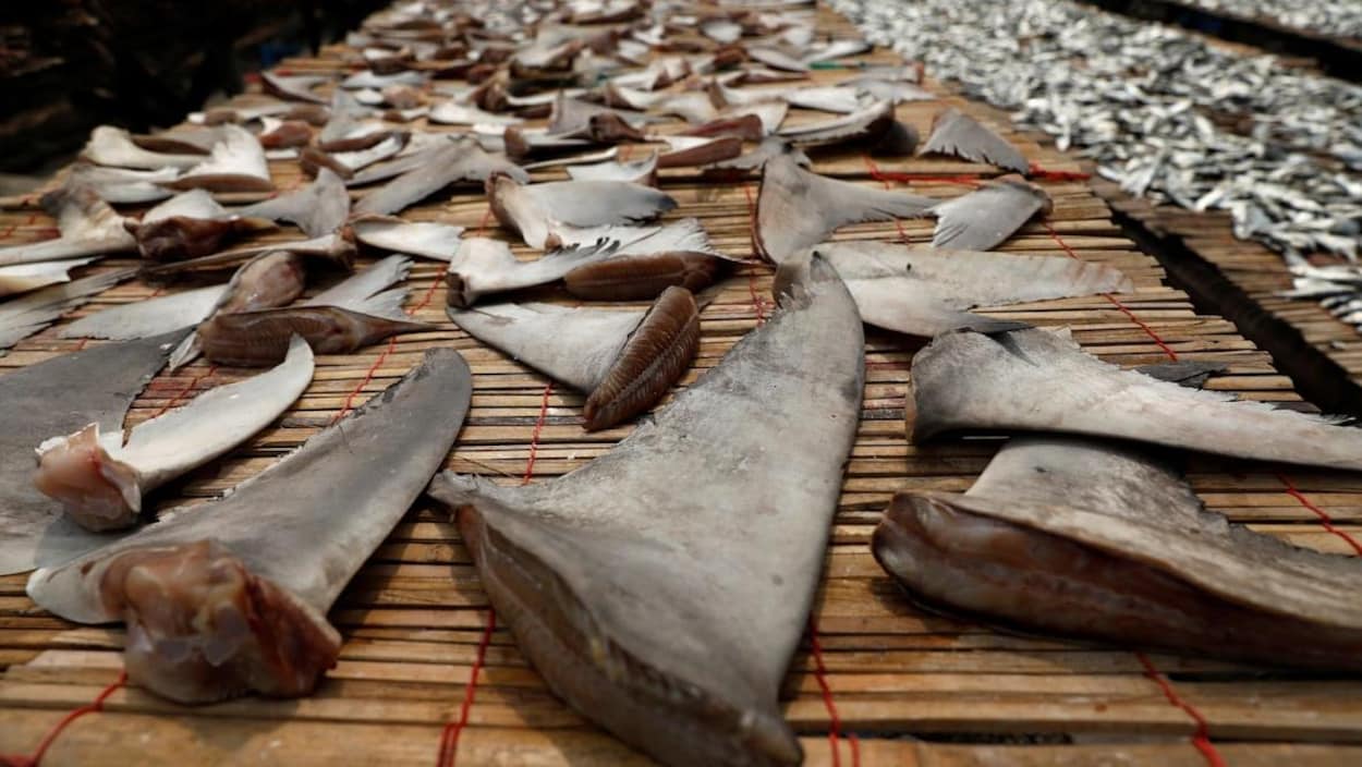 Ottawa veut interdire l'importation d'ailerons de requin | Radio-Canada.ca