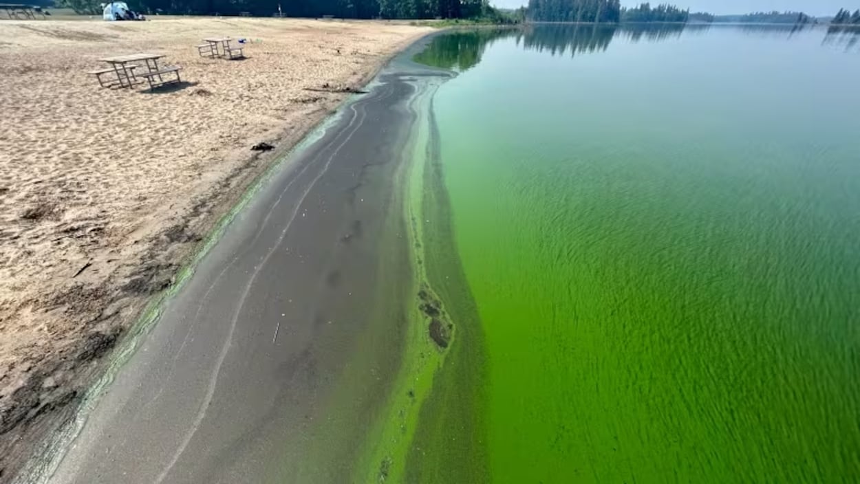 Une carte suit les cyanobactéries de six lacs albertains