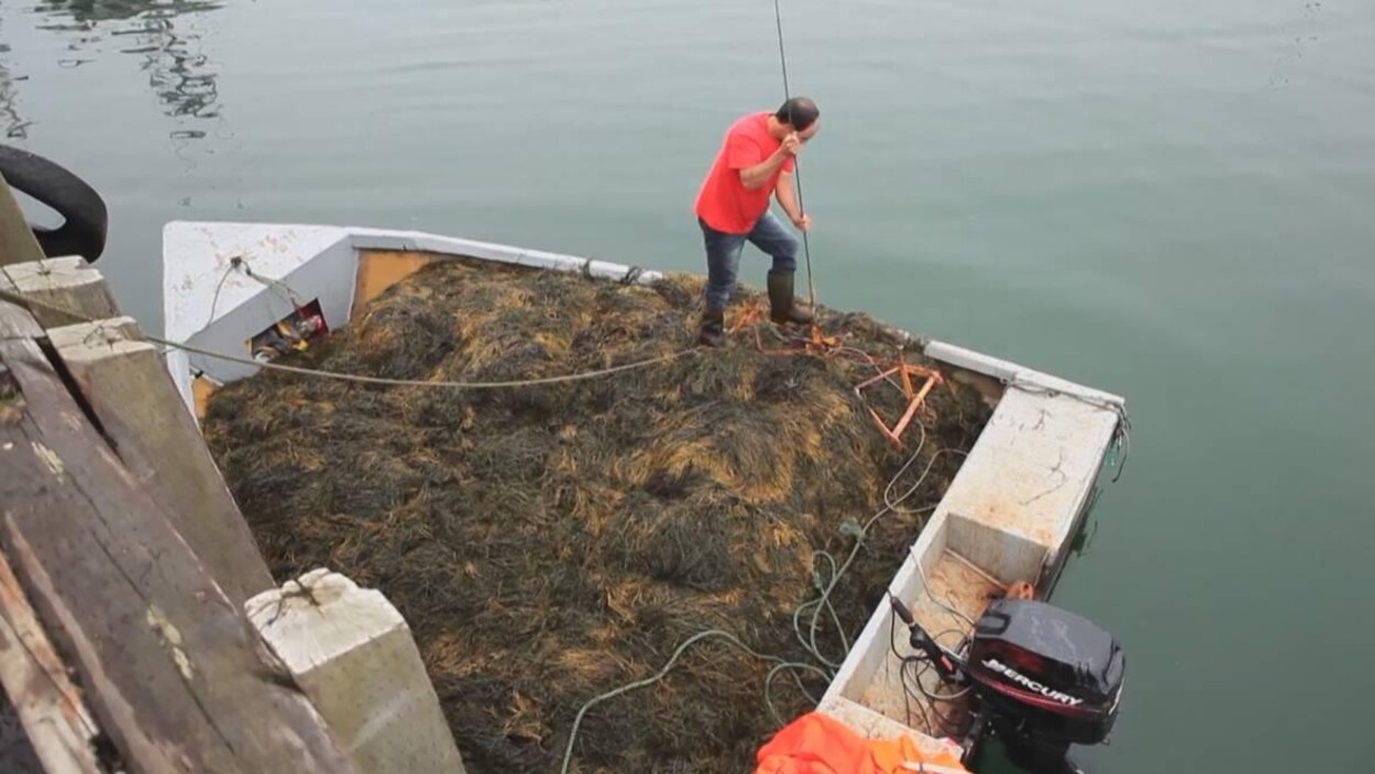 Un travailleur dépose des algues dans un bateau à l'aide d'une perche Un travailleur dépose des algues dans un bateau à l'aide d'une perche