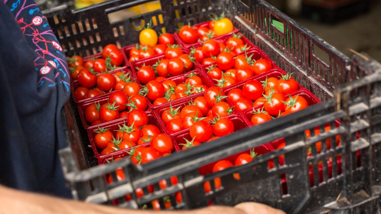 La Montérégie veut renforcer l’accès de ses organismes à des aliments locaux et sains