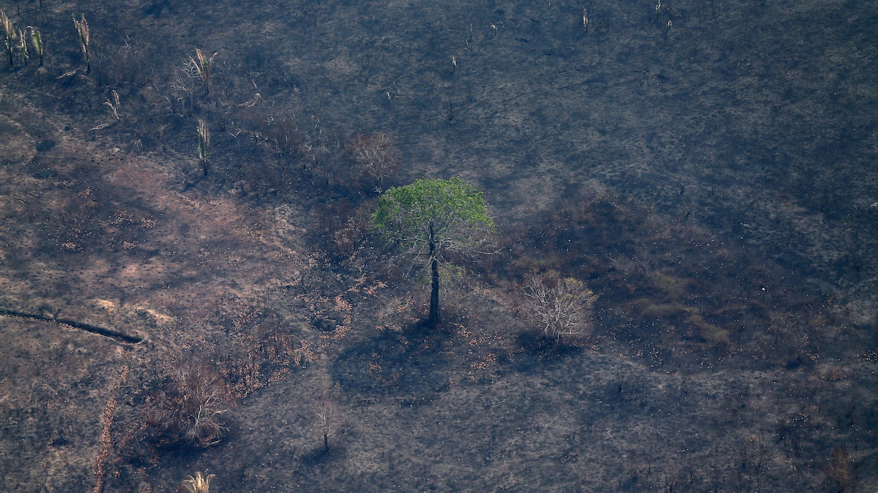 Une parcelle de terres incendiées en Amazonie, au Brésil.