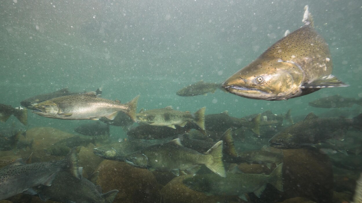 Des saumons dans une rivière.