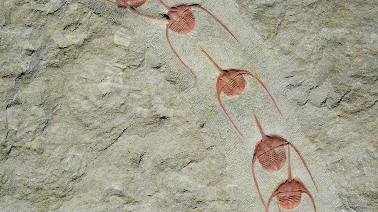 Des fossiles d’Ampyx priscus sur du sable.