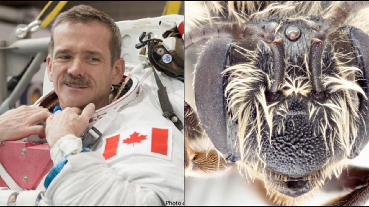 Une photo de Chris Hadfield en tenue d'astronaute à gauche, un gros plan de la tête d'une abeille à droite.