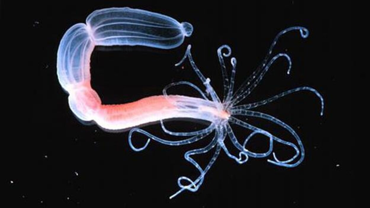 Photo d'une Nematostella vectensis. Photo d'une Nematostella vectensis.
