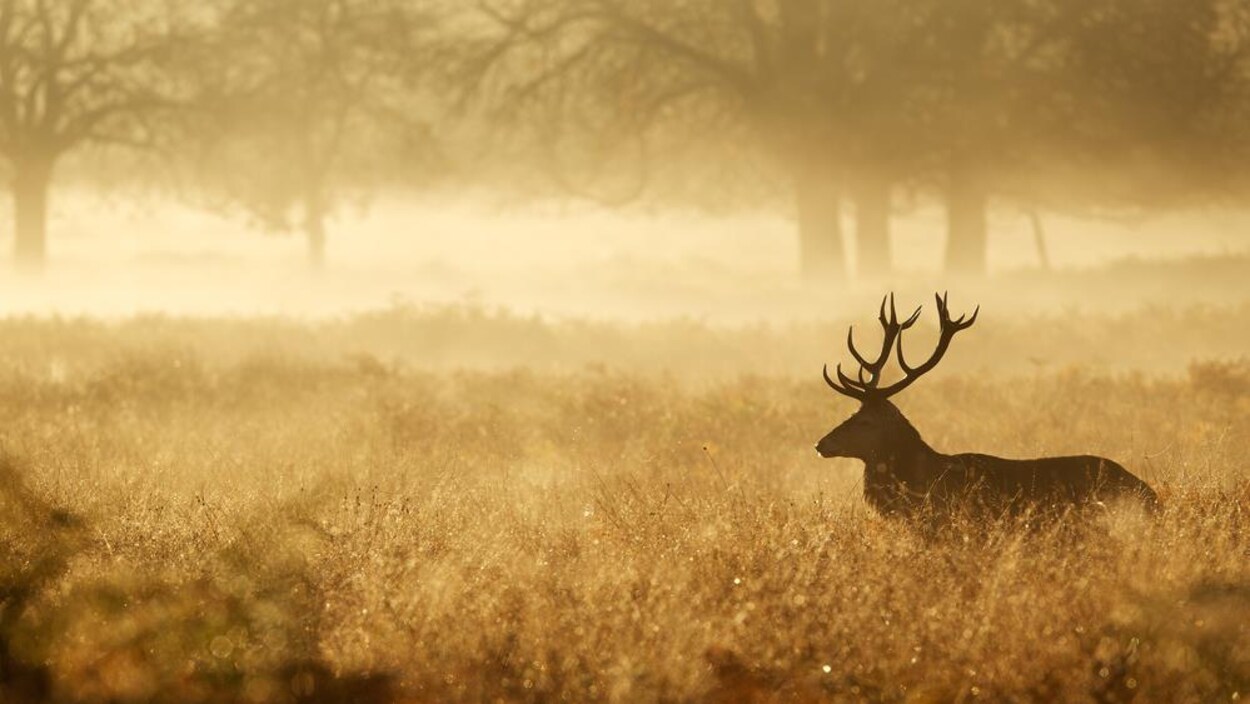 Silhouette d'un cerf dans la brume.