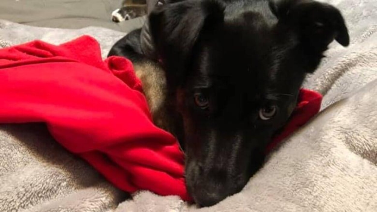 Le visage d'un chien noir.