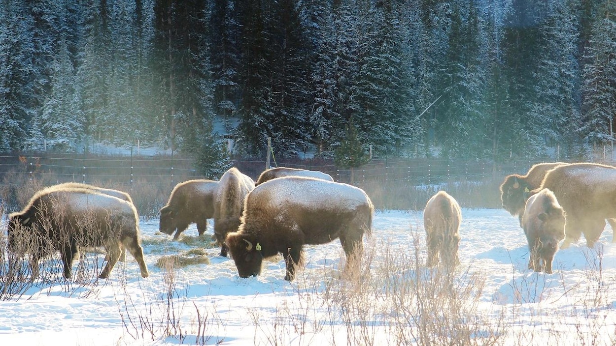 Des bisons broutent de la paille dans un paysage enneigé des Rocheuses. Des bisons broutent de la paille dans un paysage enneigé des Rocheuses.