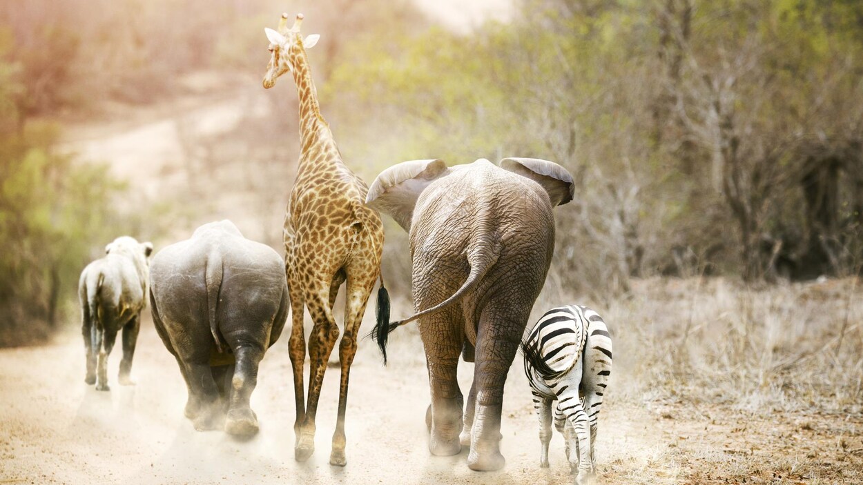 Une girafe, un éléphant, un zèbre et d'autres animaux marchent dans la savane.
