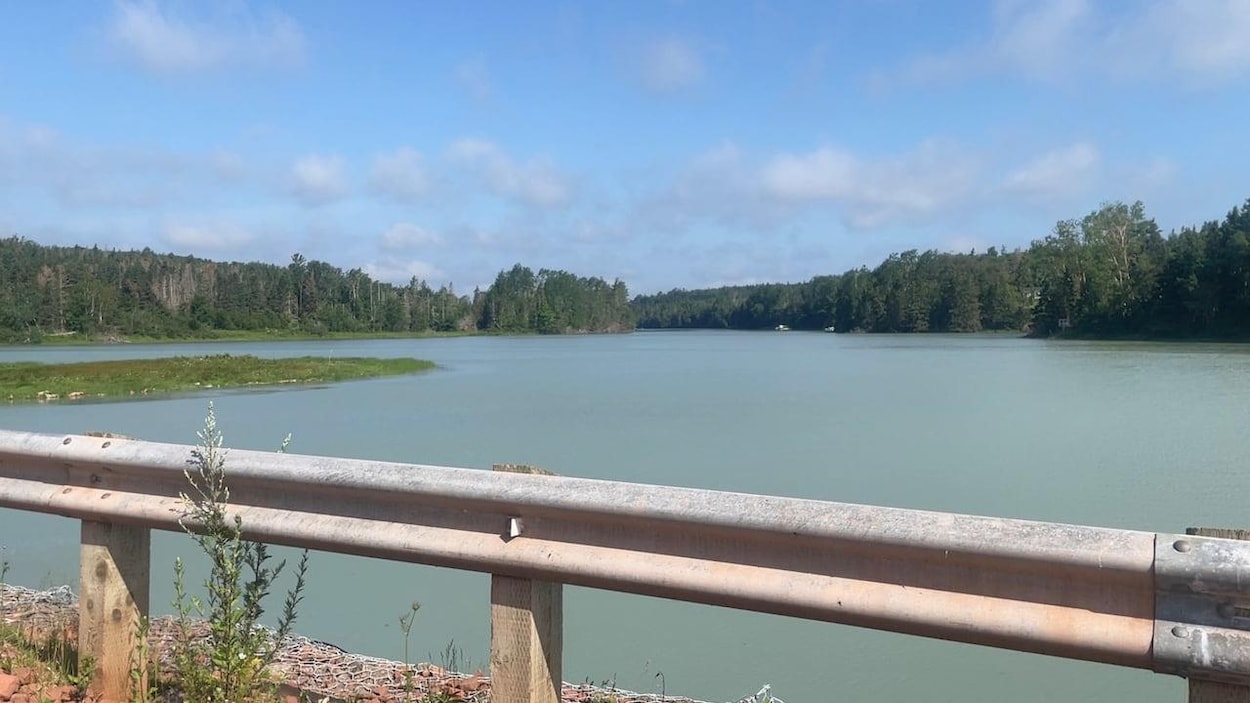 La laitue de mer prolifère dans des cours d’eau de l’Î.-P.-É.
