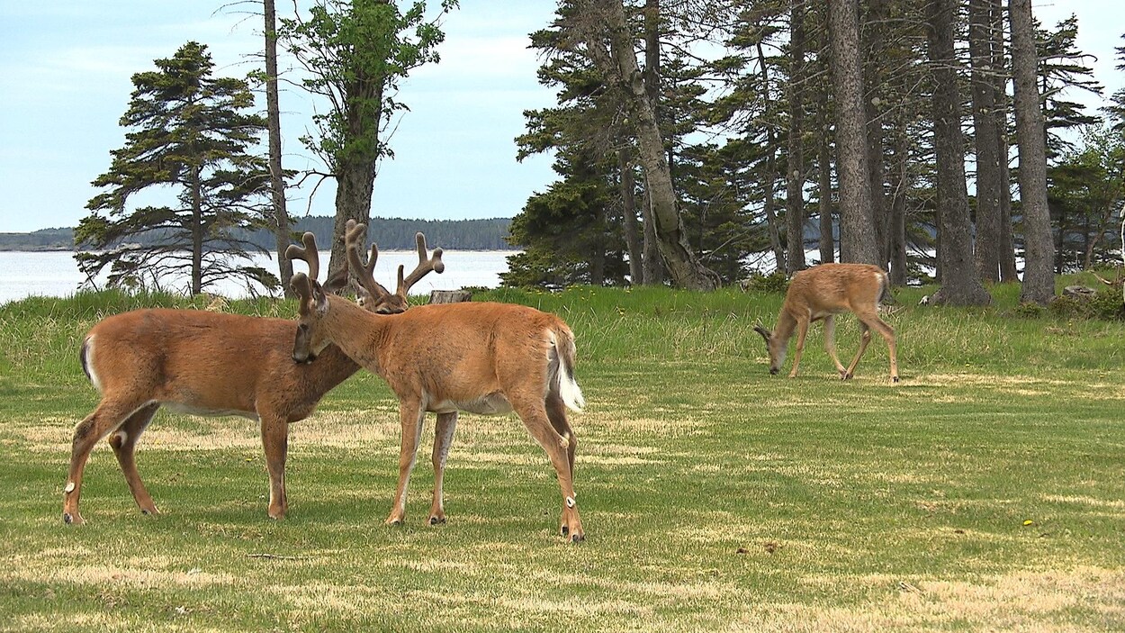 Trois cetfs dans l'herbe sur l'île d'Anticosti
