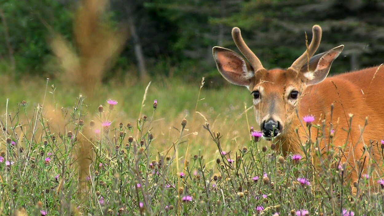 Un chevreuil caché dans de hautes herbes.
