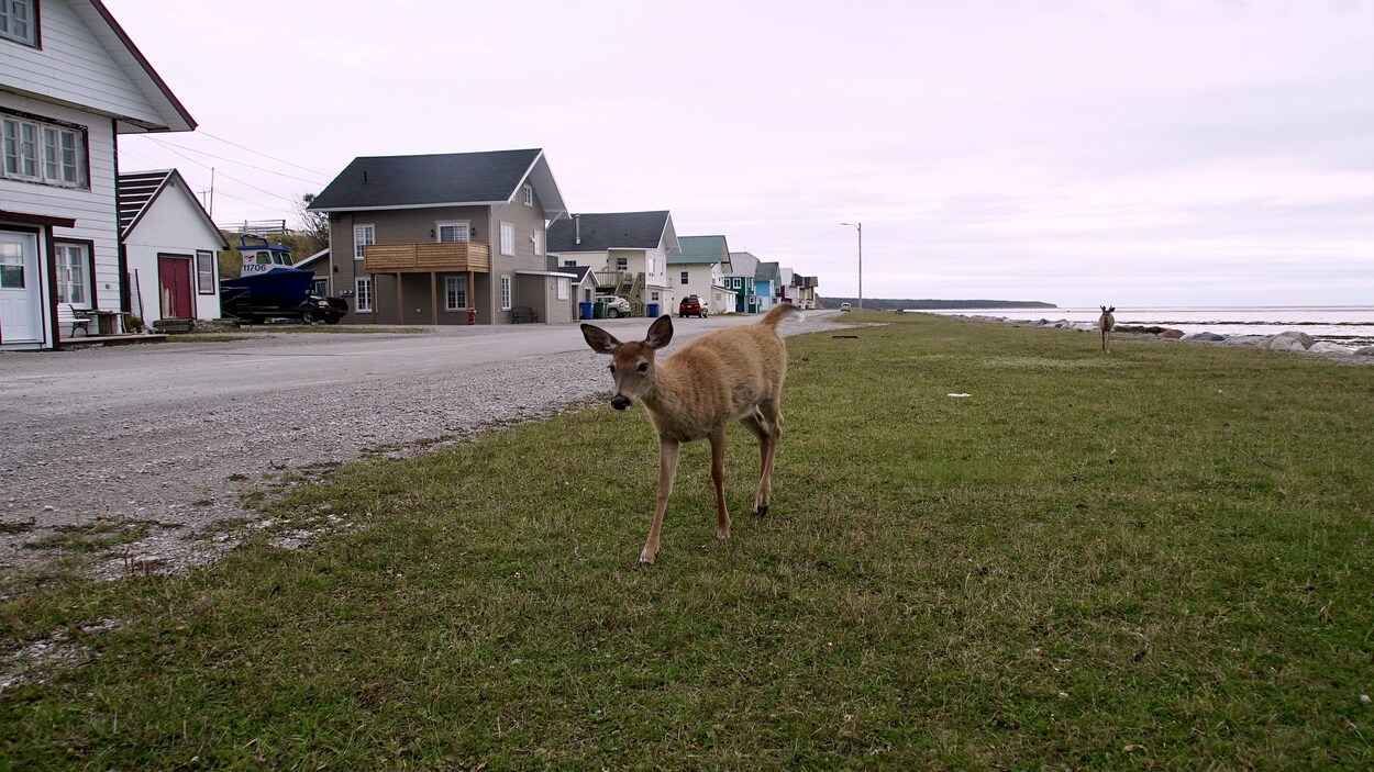 Un chevreuil dans un village sur l'île d'Anticosti.