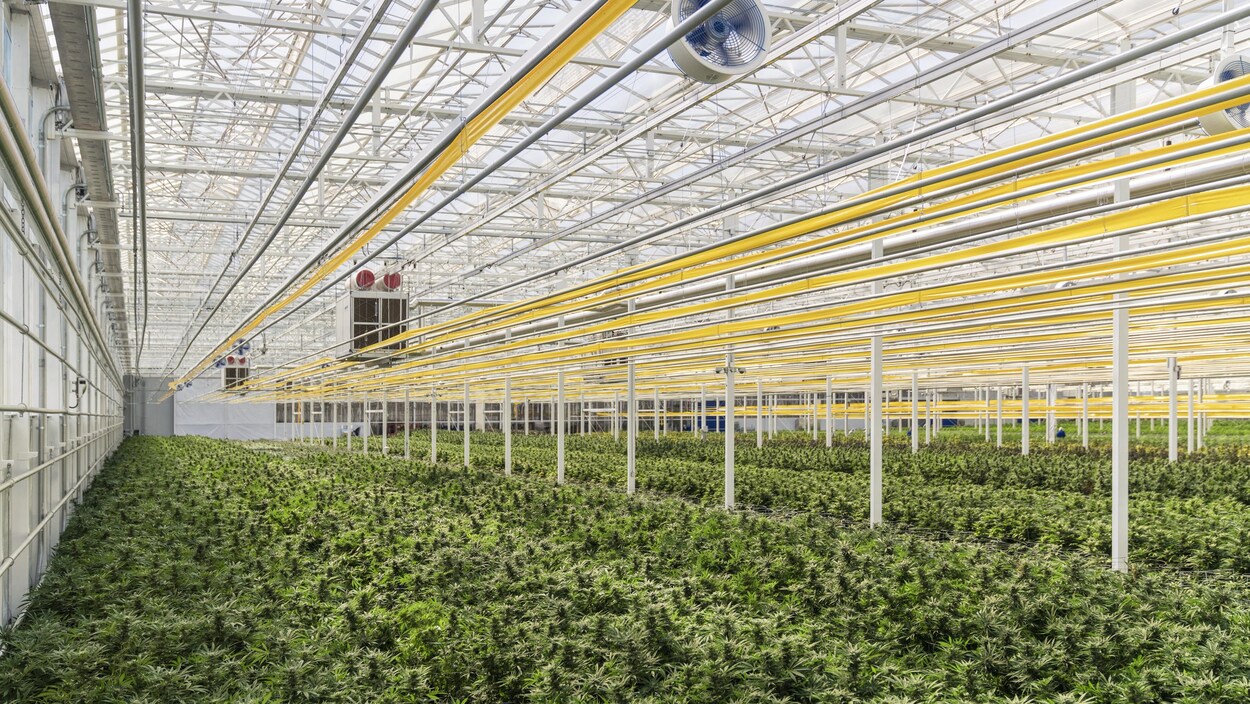 Des plants de cannabis dans une serre.