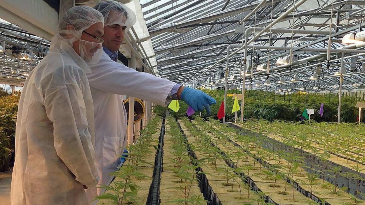 Une serre de production de marijuana