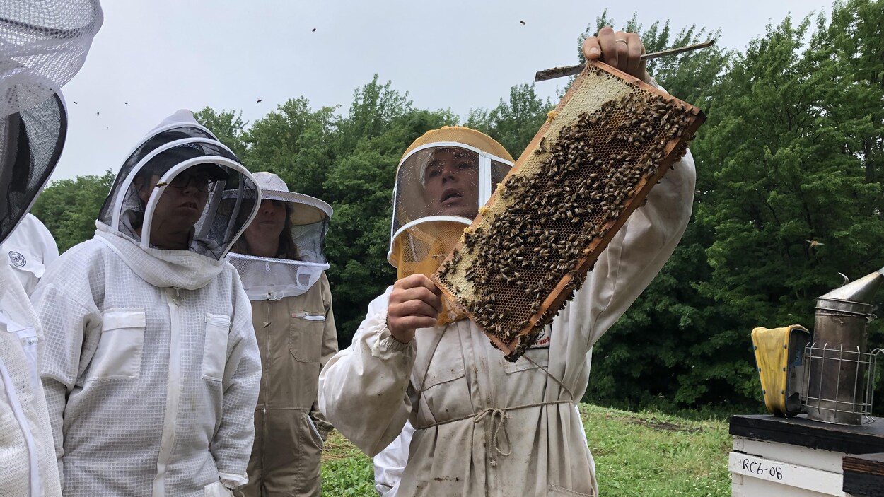 Un homme en habit d'apiculteur tient un cadre sur lequel il y a beaucoup d'abeilles.