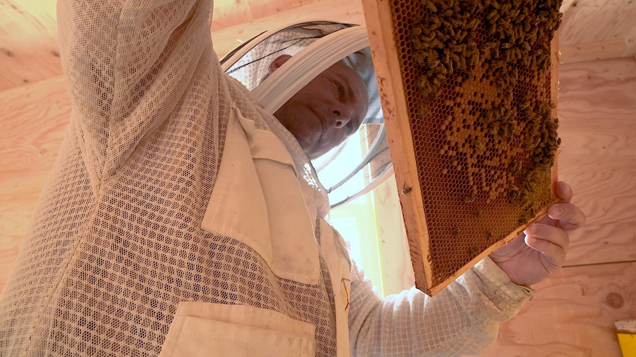 La super-abeille de l'Alberta