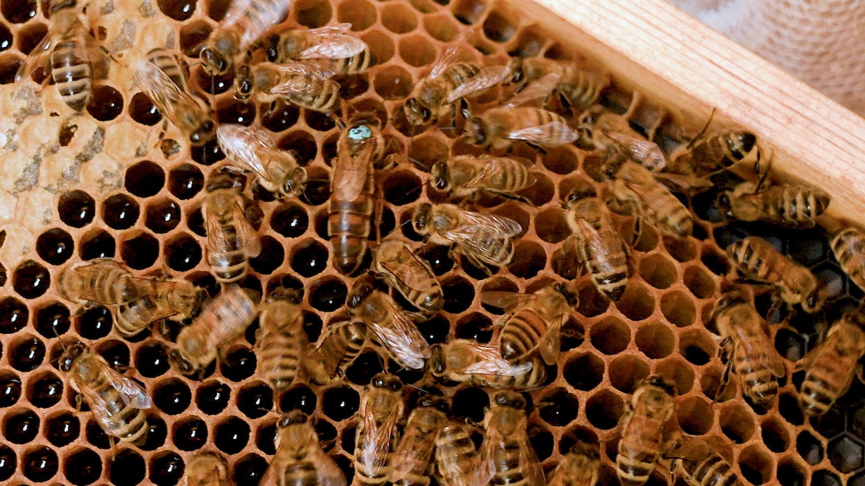 À Okotoks, le pari ambitieux de remplacer 300 000 reines d’abeilles importées