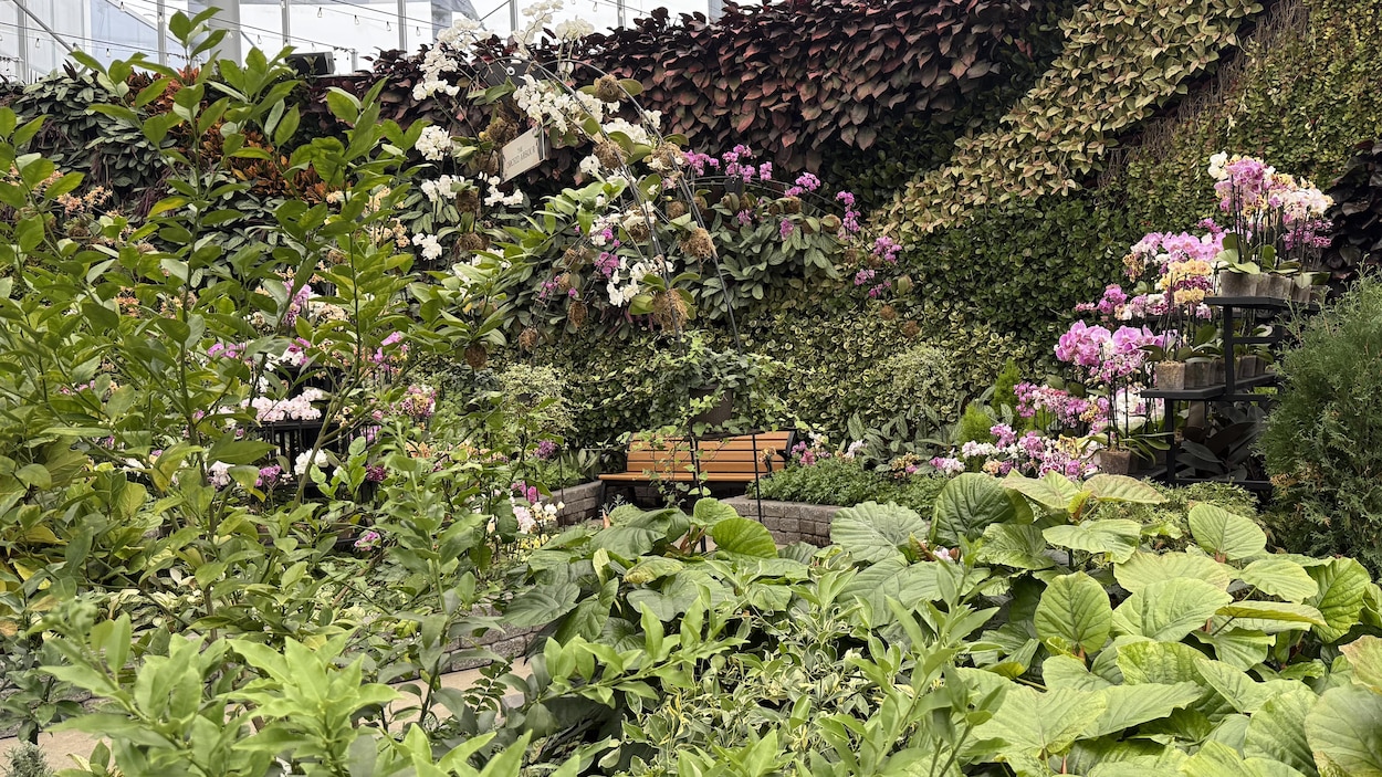 Une exposition de plantes apothicaires au Leaf