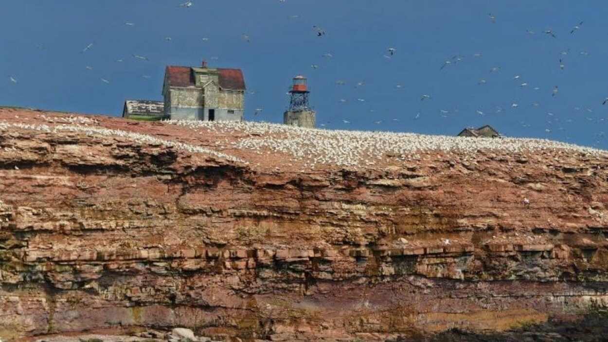 Une maison et un phare sur une île sur laquelle se trouvent des centaines d'oiseaux.