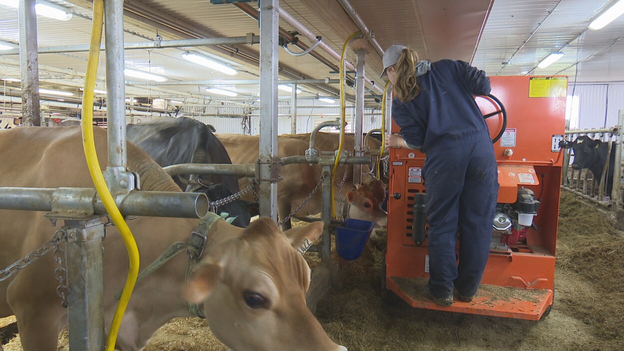 Enya De Carufel-Perron apprend le métier de producteur laitier sur une ferme de Saint-Gabriel-de-Rimouski. Enya De Carufel-Perron apprend le métier de producteur laitier sur une ferme de Saint-Gabriel-de-Rimouski.