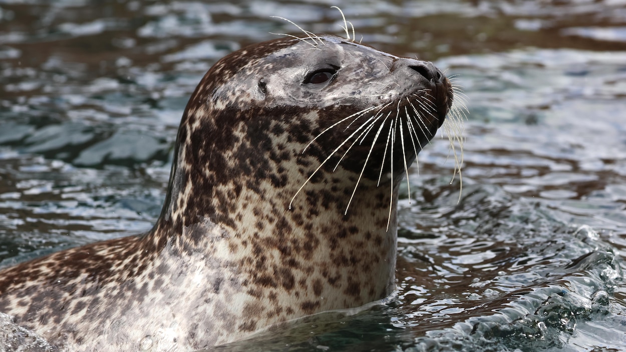 L’Aquarium du Nouveau-Brunswick à Shippagan s’adapte au départ de Niña