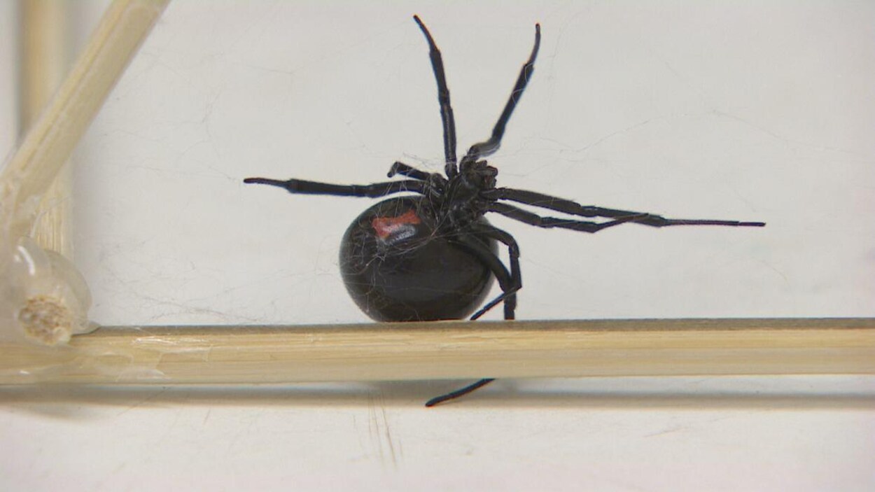 Une araignée tisse une fine toile. Une araignée tisse une fine toile.