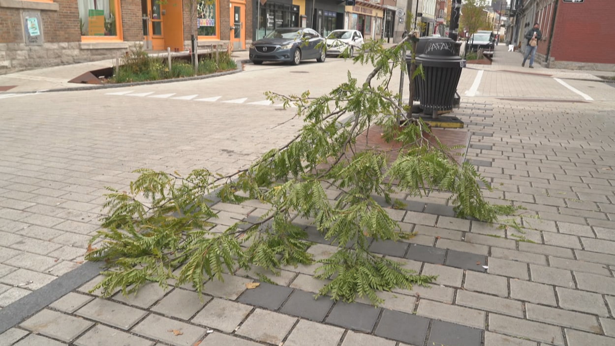 Des arbres vandalisés sur la rue Saint-Vallier