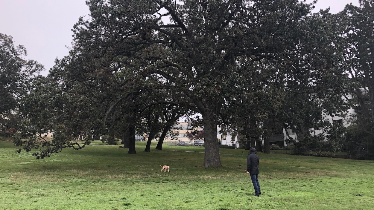 Un homme joue à lancer la balle à son chien dans un parc de Victoria.