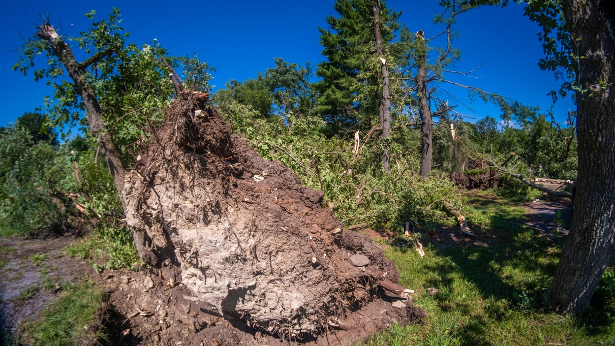 Un arbre déraciné par le vent.