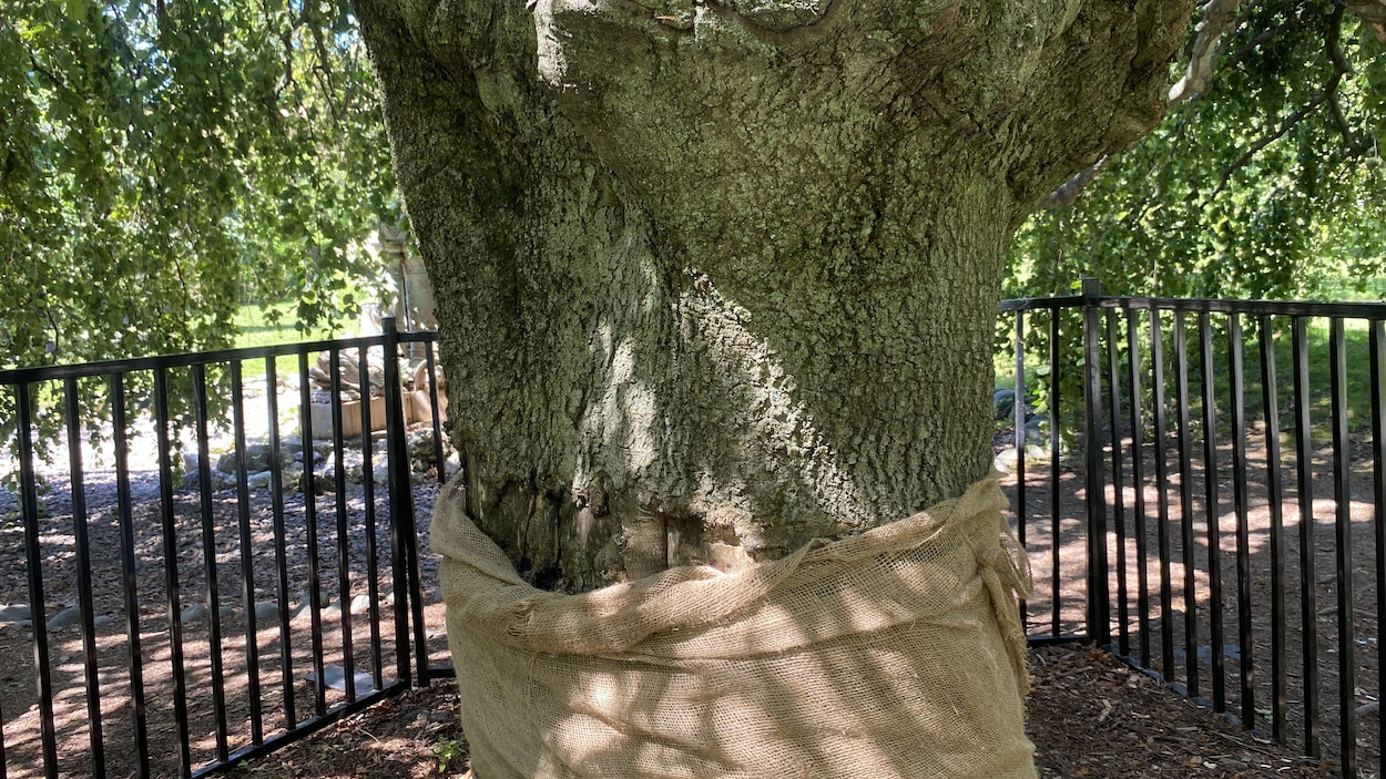 Un nouvel acte de vandalisme contre un arbre historique d’Halifax déjà endommagé