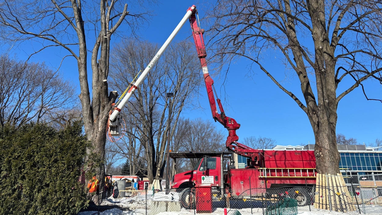 Projet immobilier sur Grande Allée Ouest : un arbre coupé et des questions