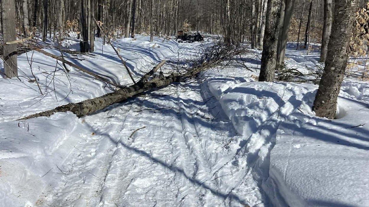Des pistes de ski de fond vandalisées à Shawinigan