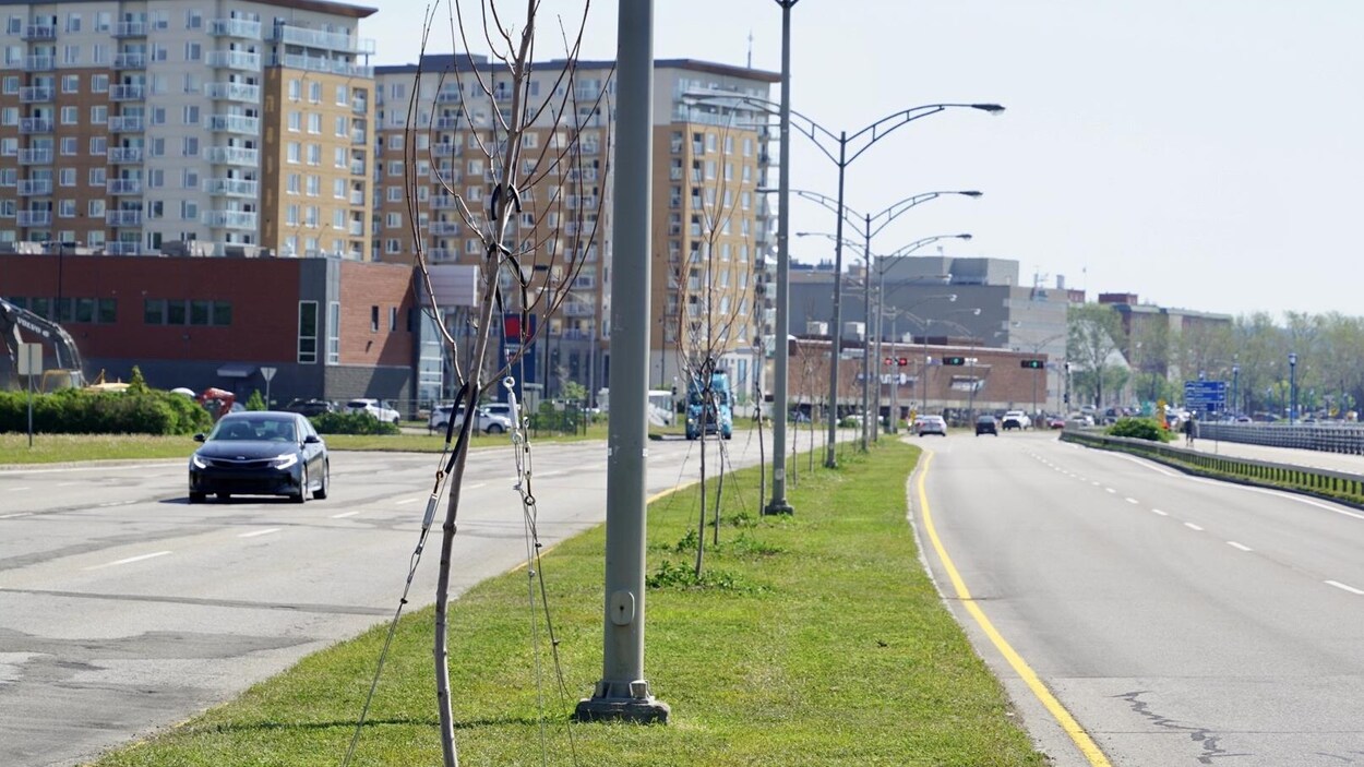 Plusieurs arbres tiennent à l’aide de fil d’acier entre les deux voies du boulevard René-Lepage.