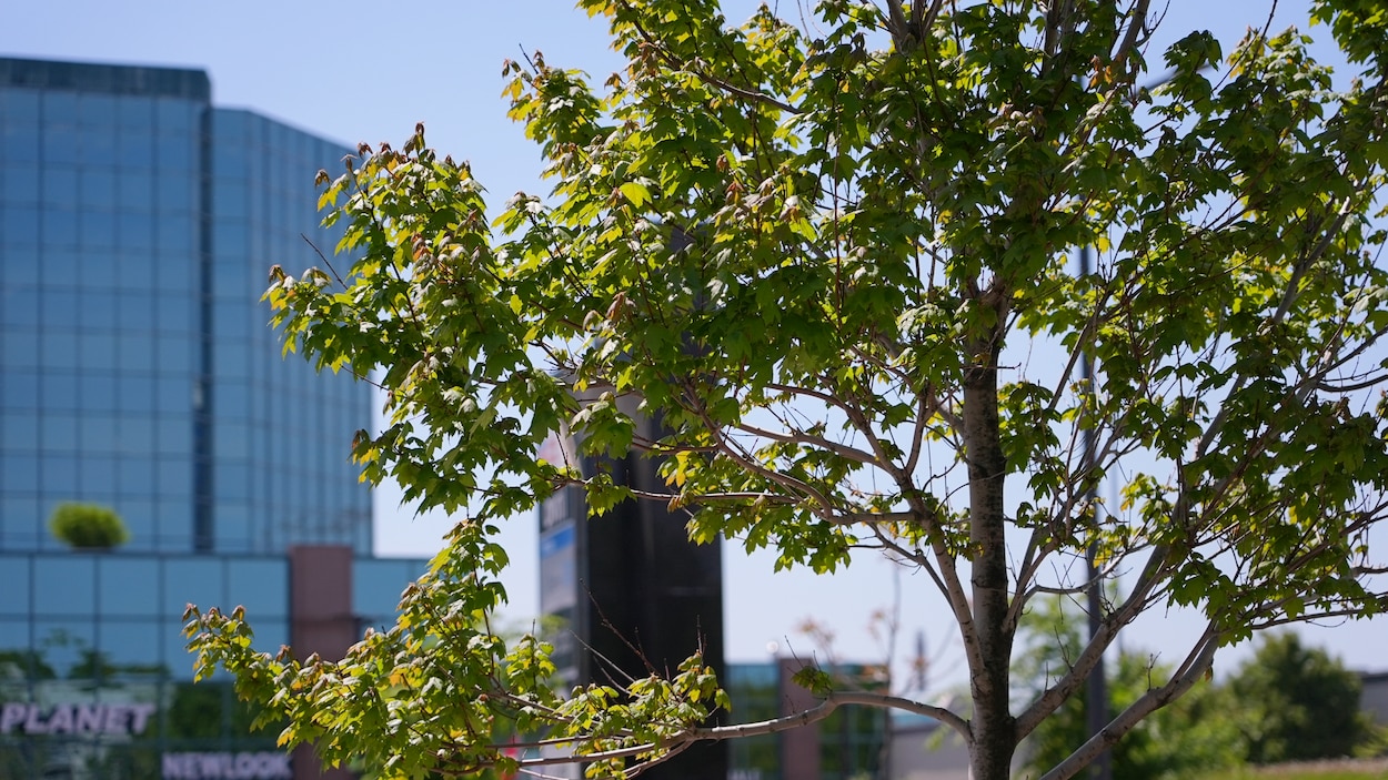 Plus de 50 000 arbres plantés en quatre ans à Québec