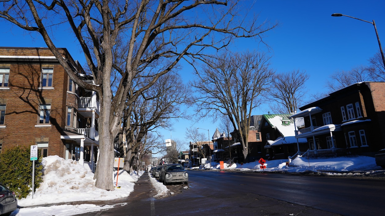 Tramway : l’abattage d’arbres sur René-Lévesque dès le printemps?