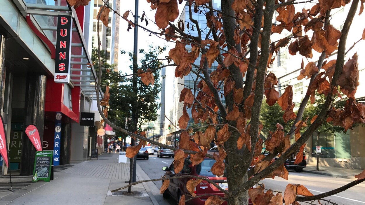 Un jeune arbre de la rue Seymour qui souffre de sécheresse. Un jeune arbre de la rue Seymour qui souffre de sécheresse.
