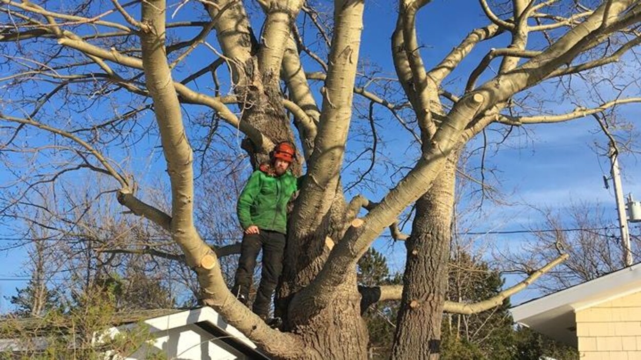 Un homme debout dans un arbre.