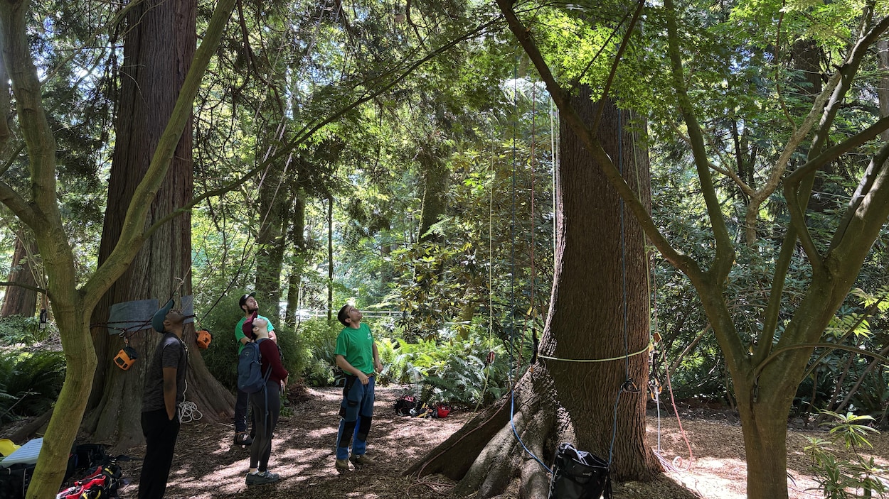 Grimper dans les arbres du jardin botanique de l’UBC à Vancouver