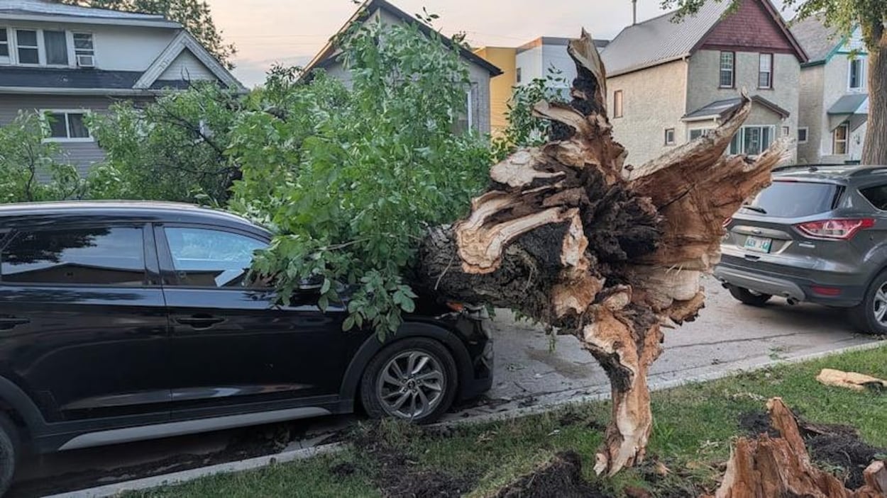 Dégâts de la tempête dans le sud du Manitoba