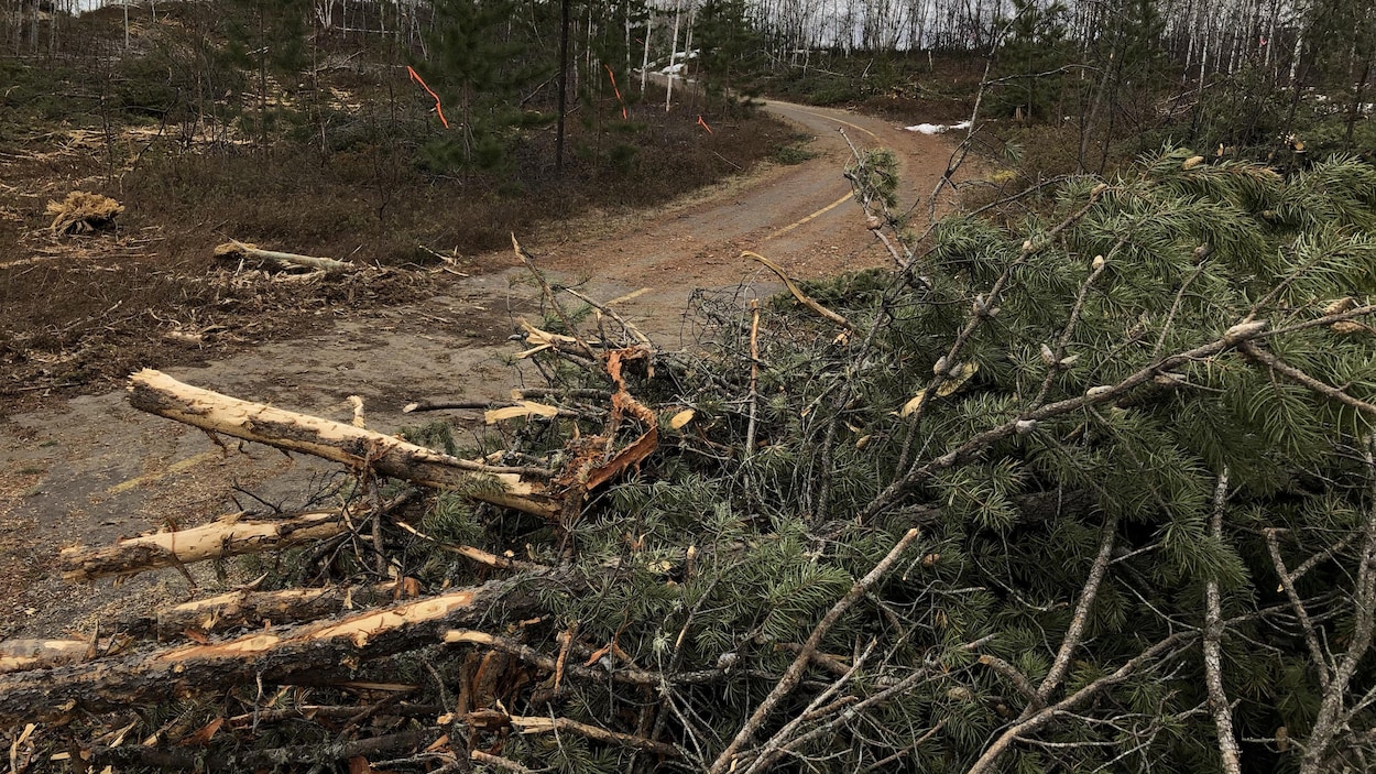 Des arbres abattus traînent sur la piste cyclable.